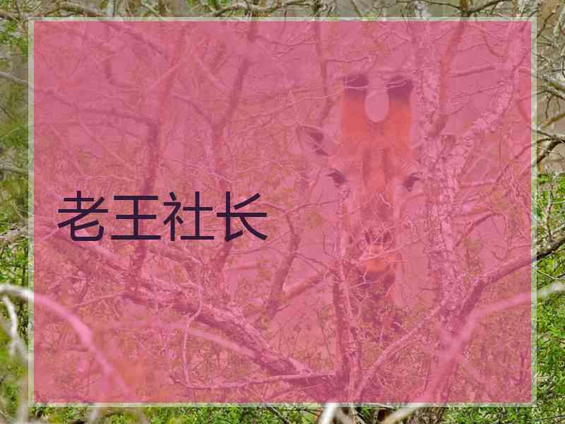 老王社长 老王社长