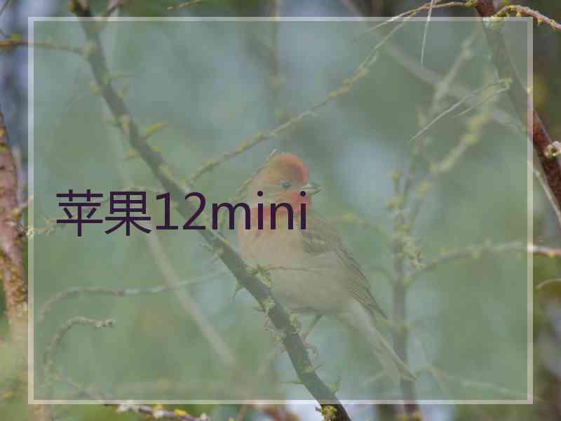 苹果12mini 苹果12mini