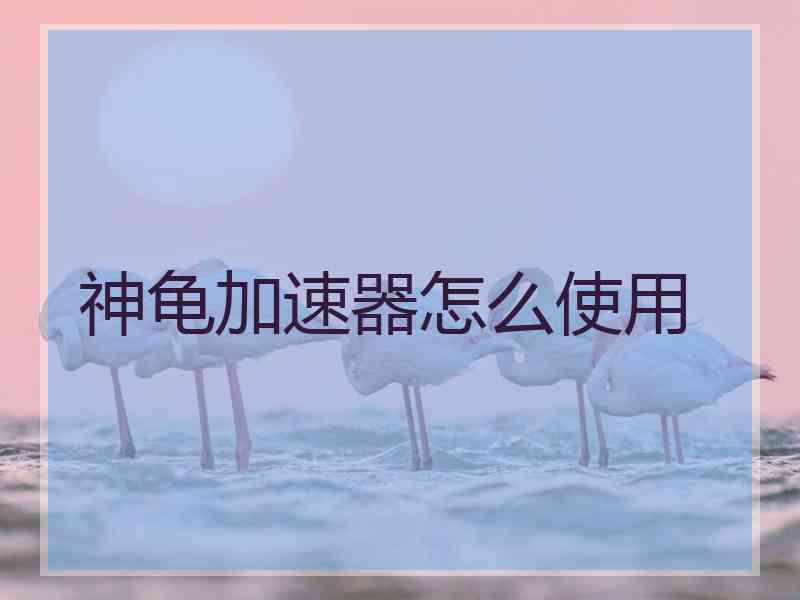神龟加速器怎么使用 神龟加速器怎么使用