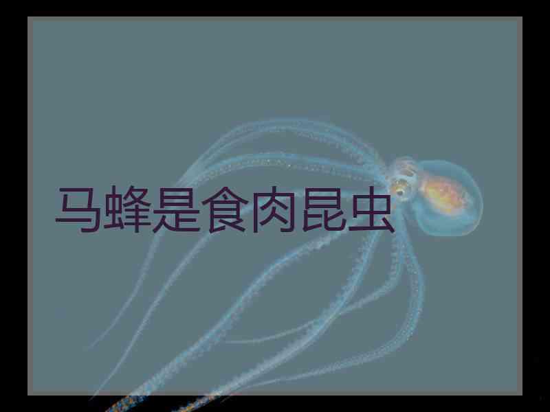 马蜂是食肉昆虫 马蜂是食肉昆虫