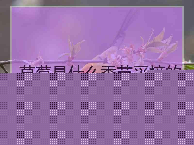 草莓是什么季节采摘的 草莓是什么季节采摘的