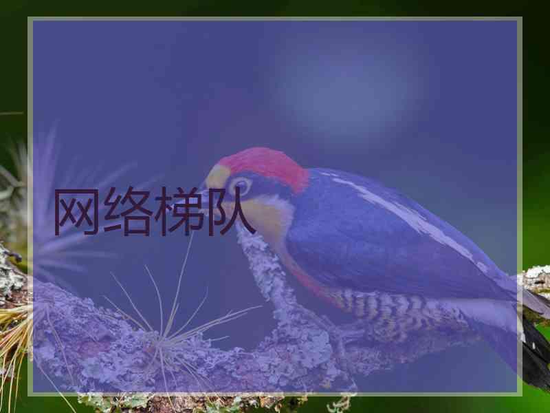 网络梯队 网络梯队