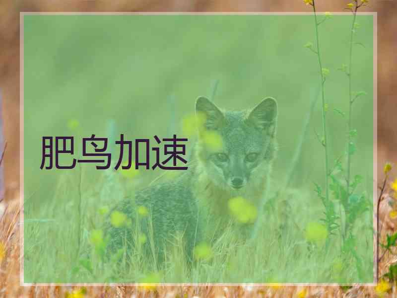 肥鸟加速 肥鸟加速