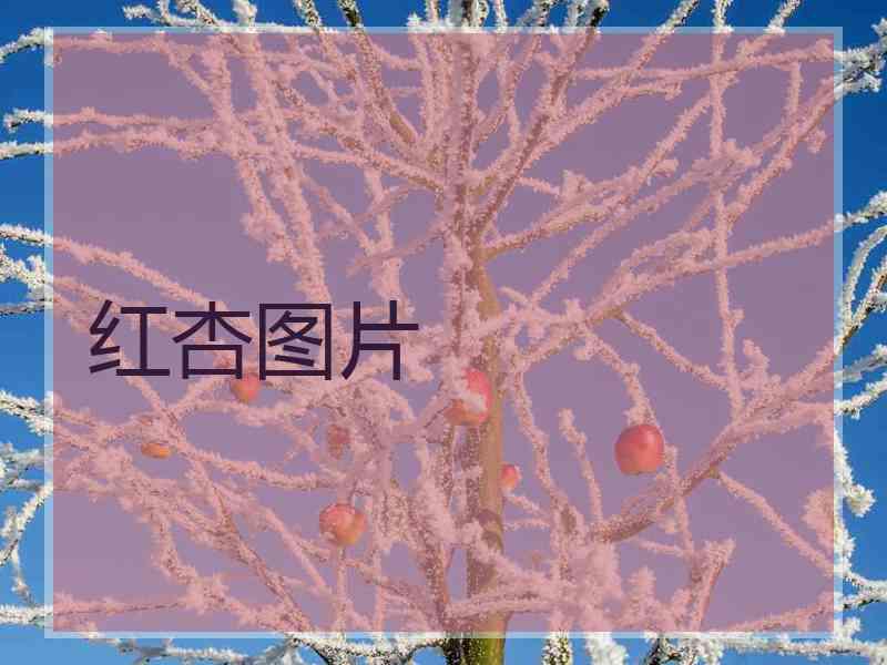 红杏图片 红杏图片