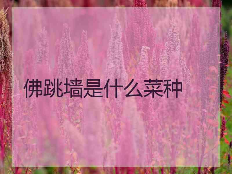 佛跳墙是什么菜种 佛跳墙是什么菜种