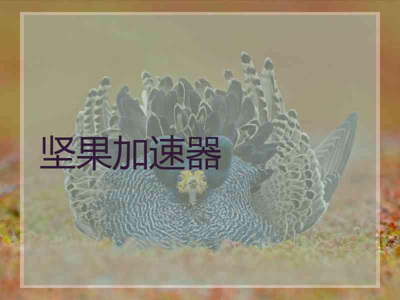 坚果加速器