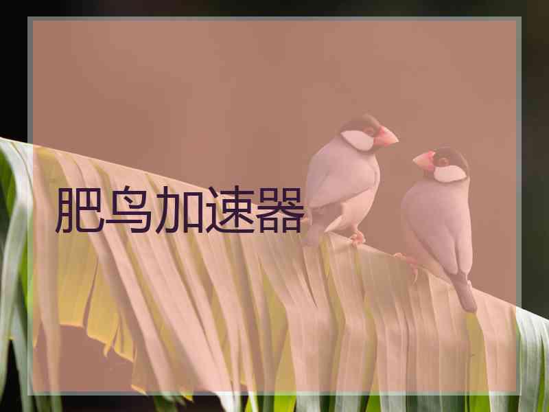 肥鸟加速器