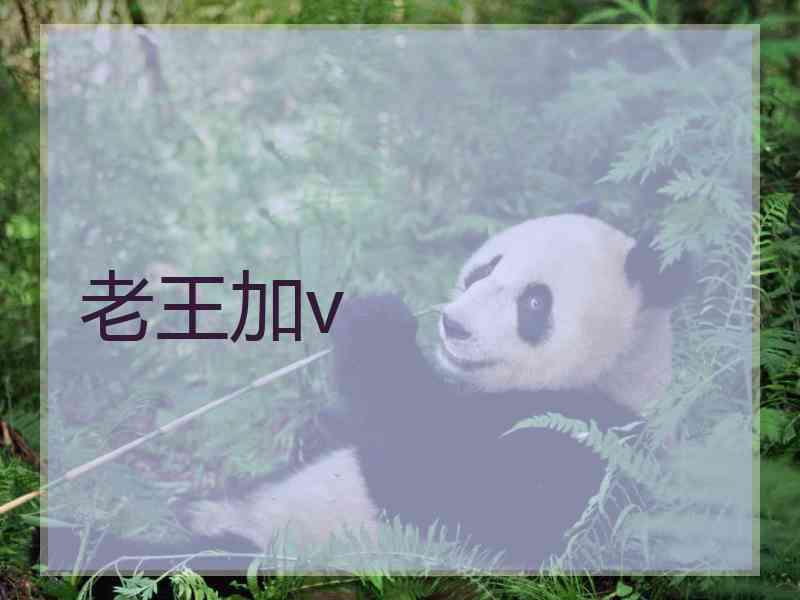 老王加v