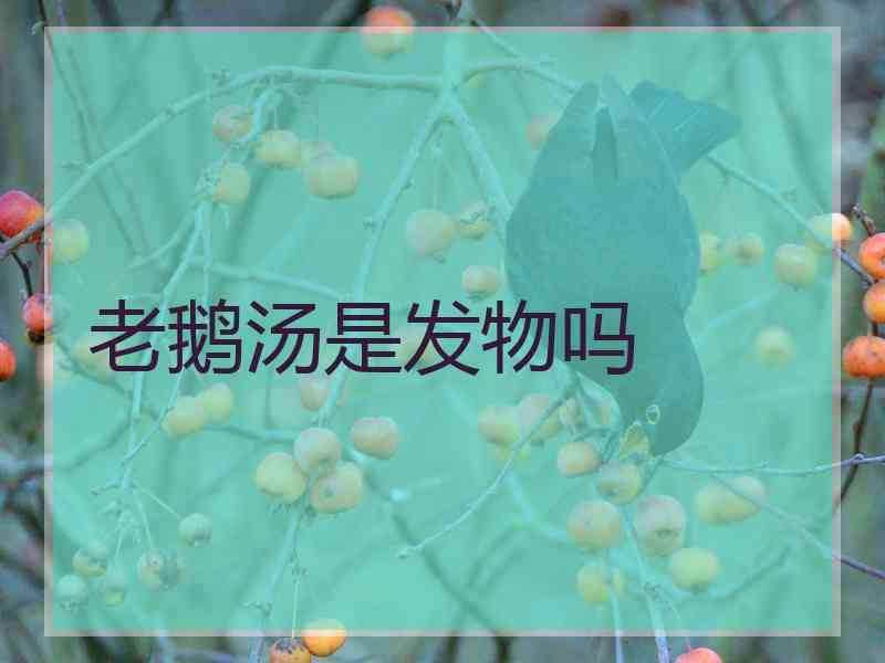 老鹅汤是发物吗