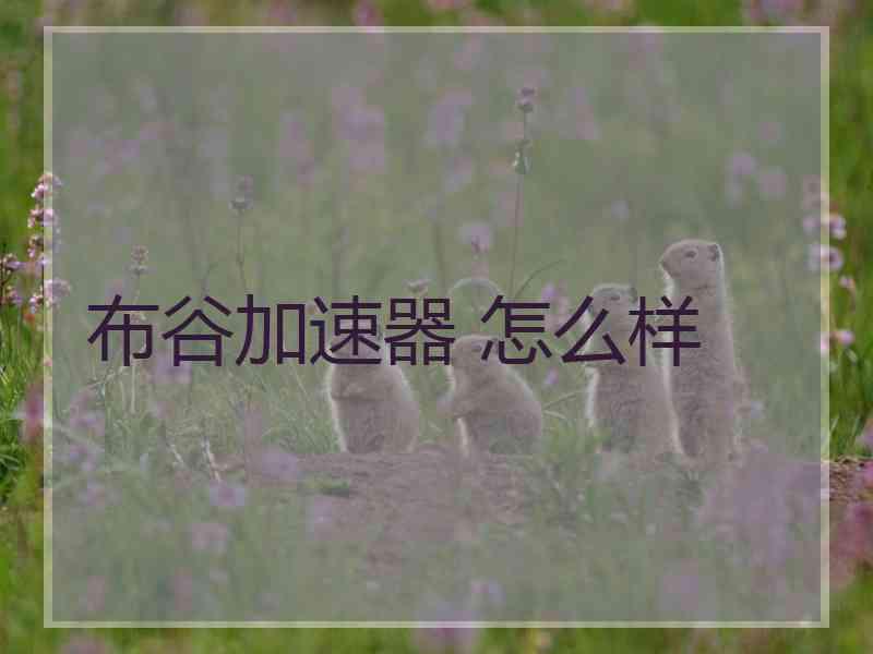 布谷加速器 怎么样