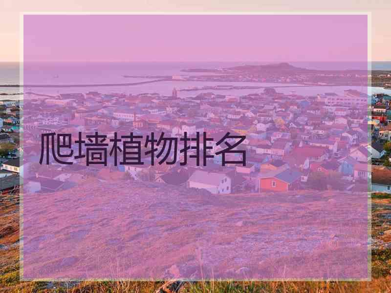 爬墙植物排名