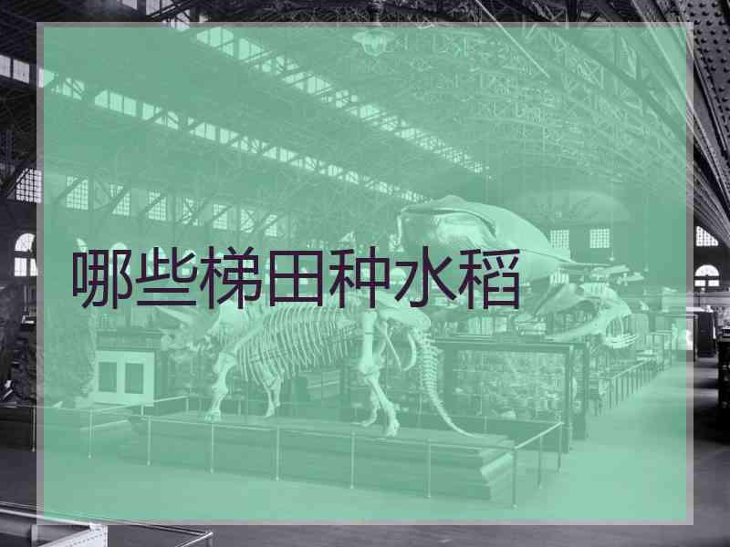 哪些梯田种水稻