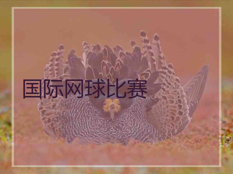 国际网球比赛