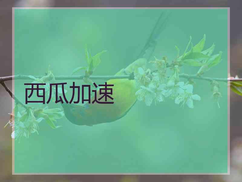 西瓜加速